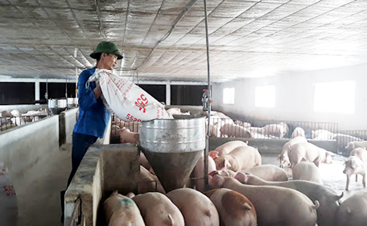 Chăn nuôi tại huyện Hạ Hòa đang có chuyển biến tích cực theo hướng hàng hóa, quy mô lớn (Ảnh TL).