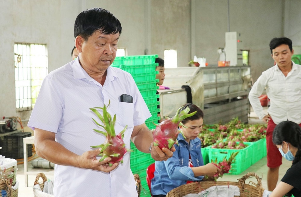 Công tác kế toán hiệu quả giúp quá trình quản lý của HTX thanh long Tầm Vu thuận lợi hơn.