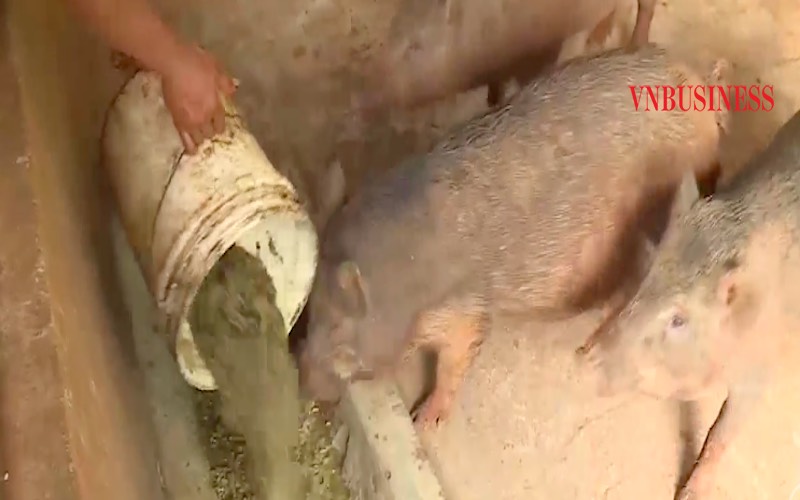 Đàn lợn rừng của gia đình anh Điểu Mung.