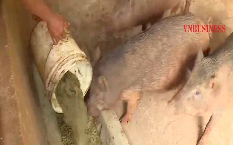 Đàn lợn rừng của gia đình anh Điểu Mung.