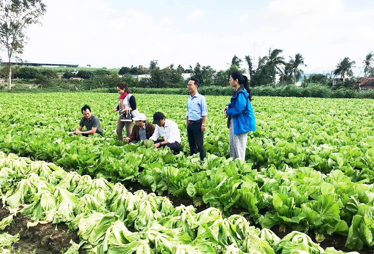 Các HTX phát huy vai trò liên kết, nâng cao giá trị sản xuất cho người dân Đak Pơ.