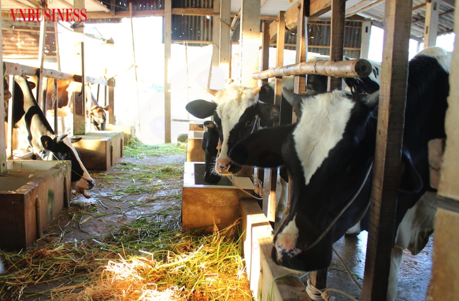 Nghề chăn nuôi bò trong cộng đồng dân tộc Khmer ở huyện Mỹ Tú phát triển khá mạnh.