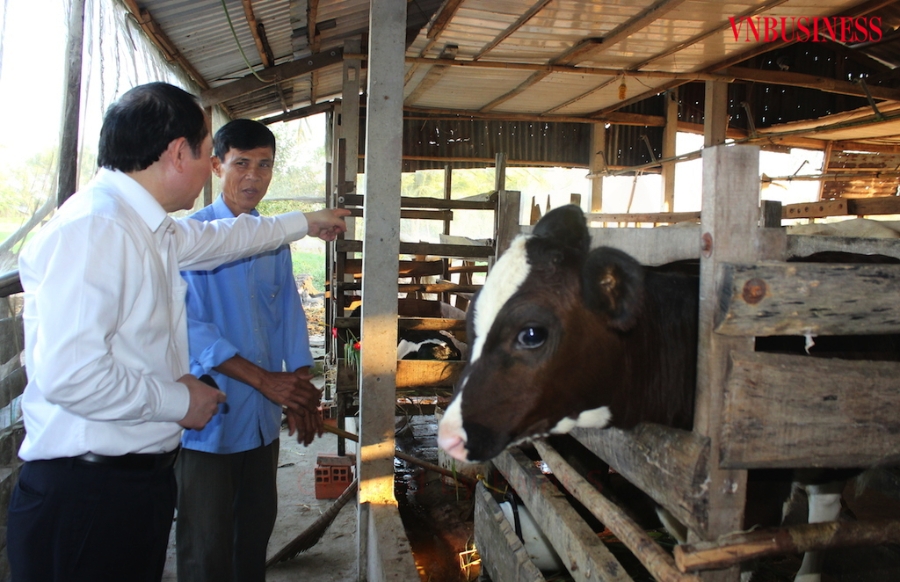 Phát triển kinh tế hợp tác trong hoạt động chăn nuôi bò sữa giúp đồng bào Khmer ở Sóc Trăng nâng cao đời sống, vươn lên khá giả.