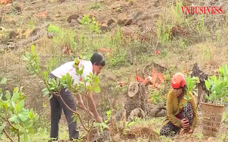 Chính quyền địa phương hỗ trợ cây giống để đồng bào tái canh vườn điều.