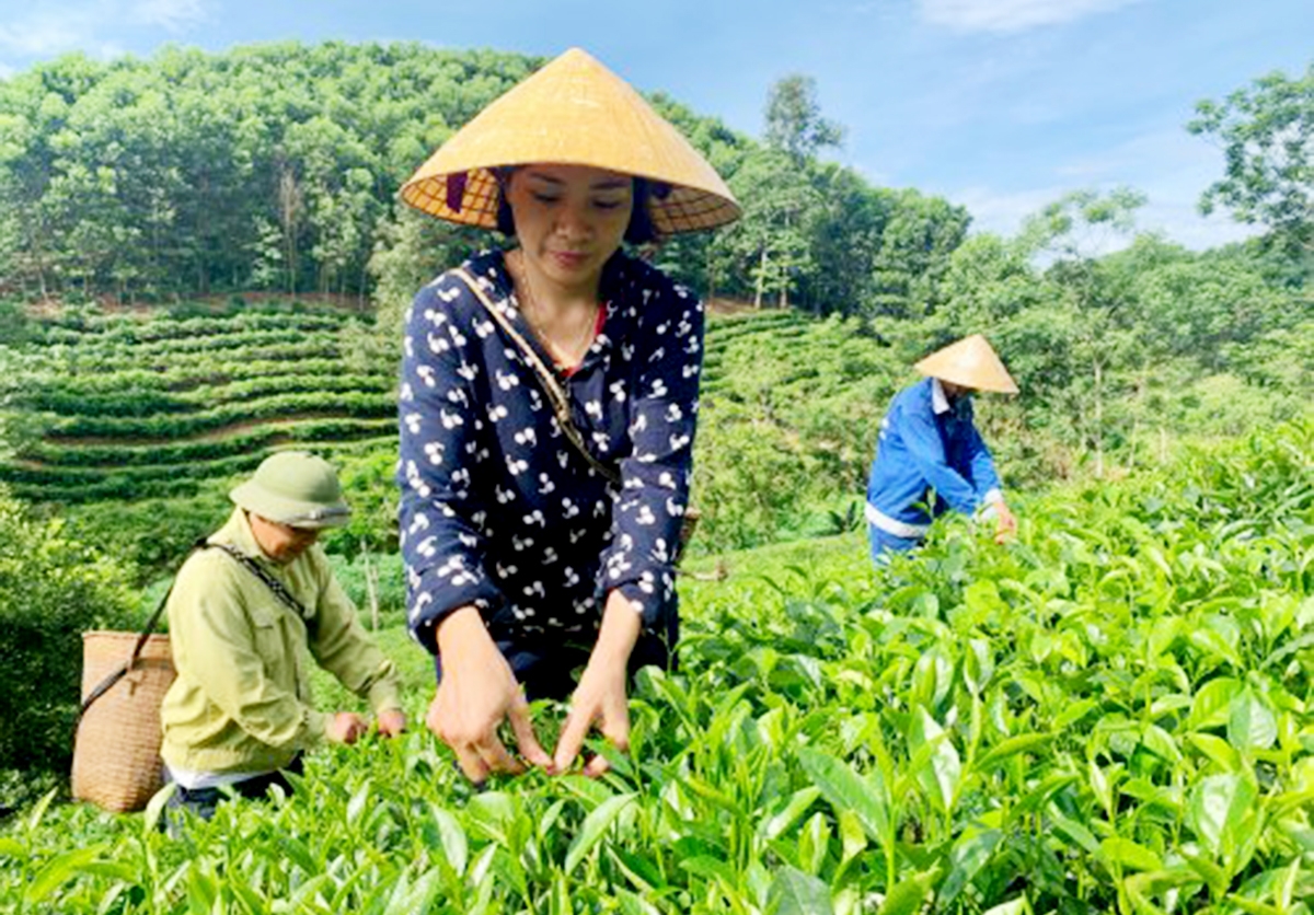 Cây chè đang là cây trồng kinh tế chủ lực ở Bình Sơn, nhờ phương thức sản xuất khoa học (Ảnh TL).
