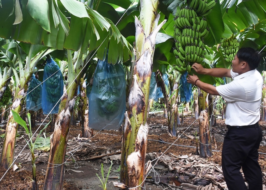 Chuối tiêu hồng đang giúp người dân bản Tùy nâng cao thu nhập.