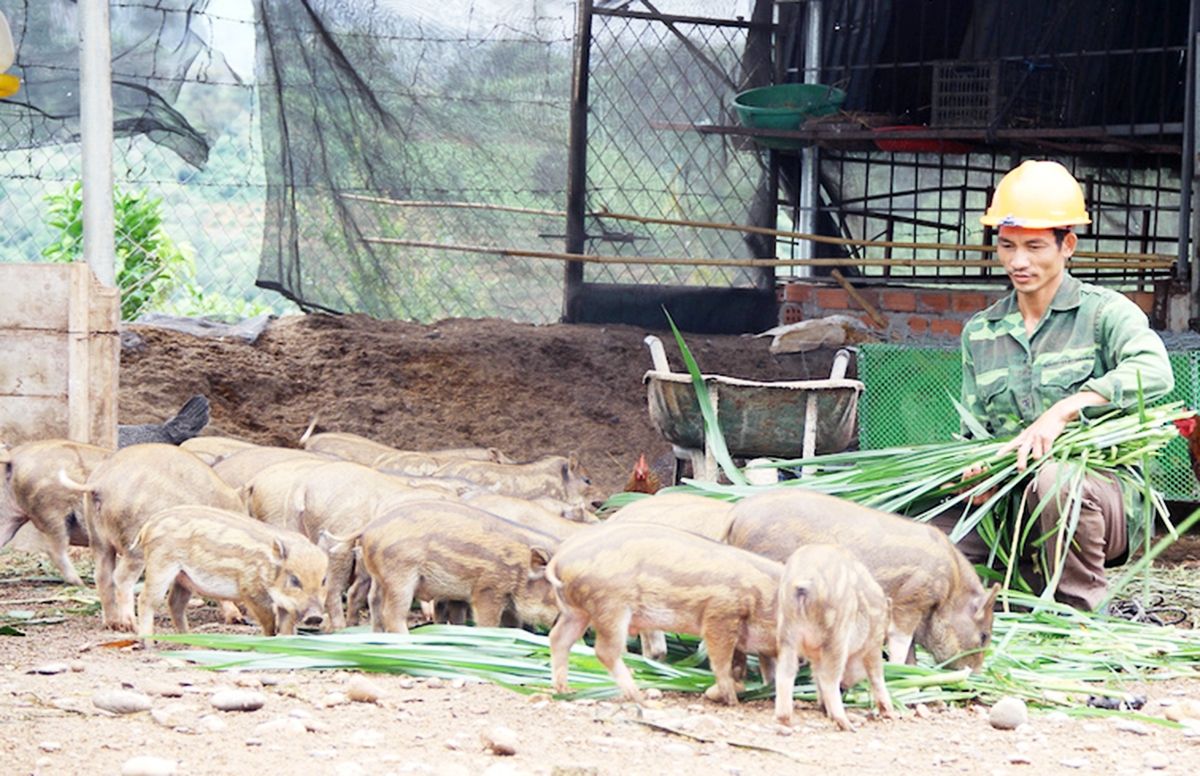 Mô hình nuôi heo sọc dưa đang có nhiều triển vọng phát triển ở Đăk Pxi (Ảnh TL).