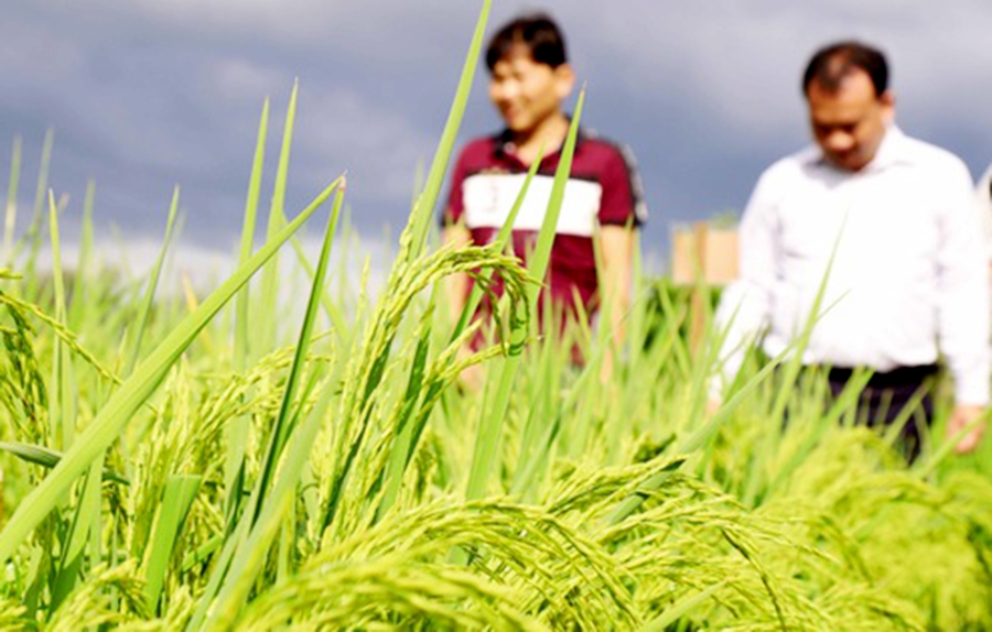 Phước Tân chú trọng dạy nghề giúp nông dân xây dựng thành công mô hình lúa đặc sản RVT (Ảnh TL).