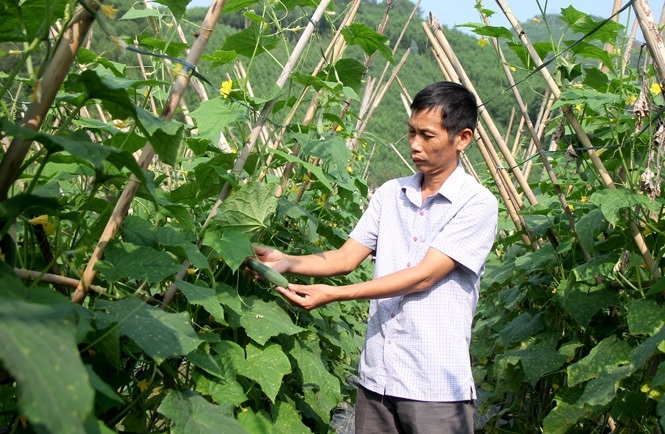 Nếu sản xuất được liền vùng, liền thửa, HTX Minh Tâm sẽ nâng cao được năng suất, chất lượng sản phẩm.