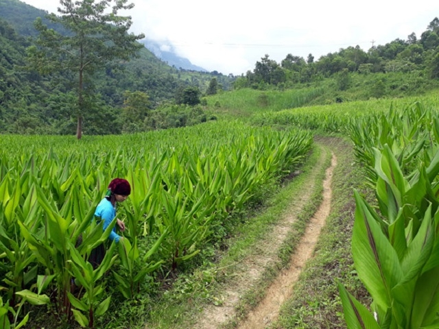 Cây nghệ được HTX đứng ra thu mua để hỗ trợ người dân mở rộng đầu ra.