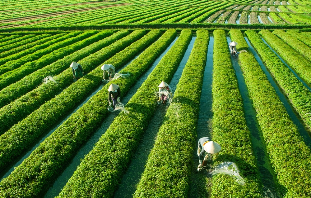 Tích tụ ruộng đất hiệu quả sẽ thúc đẩy ngành nông nghiệp phát triển.