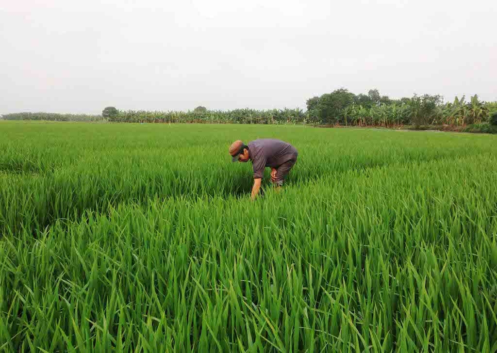 HTX Nông nghiệp Phước An đã tạo được sự chuyển biến về thay đổi phương thức trồng lúa của nông dân Khmer ở địa phương.