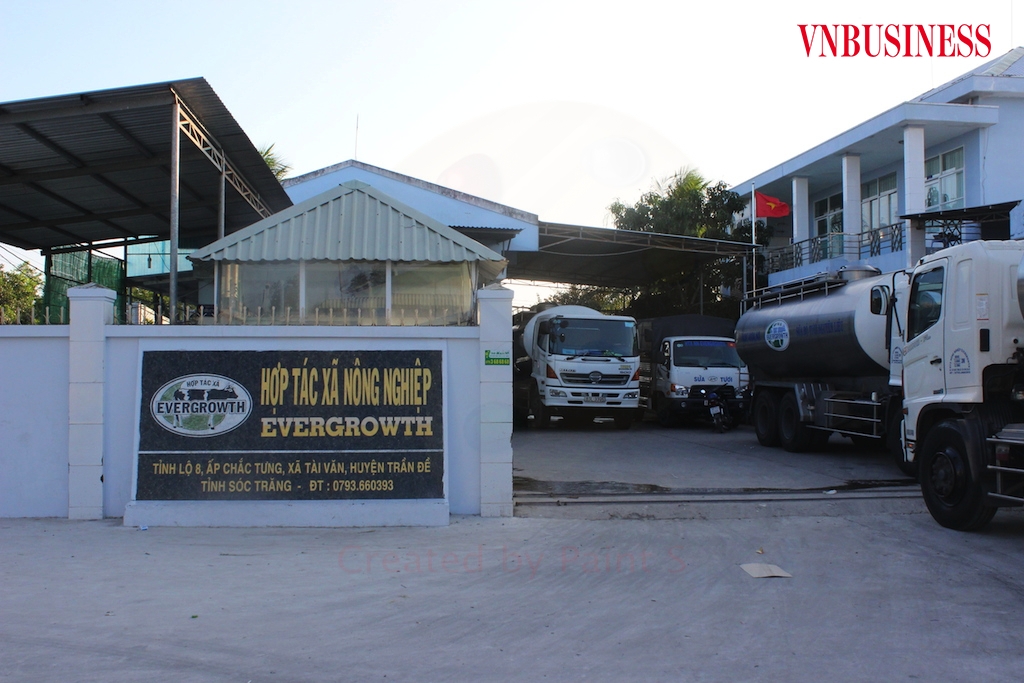 HTX Nông nghiệp Evergrowth ở huyện Trần Đề đã giúp bà con Khmer trở nên khấm khá nhờ nuôi bò sữa.