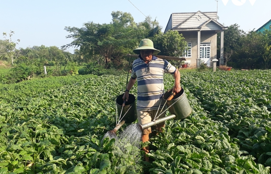 Trồng cây rau màu giúp bà con Khmer ở huyện Trần Đề có thu nhập cao và ổn định.
