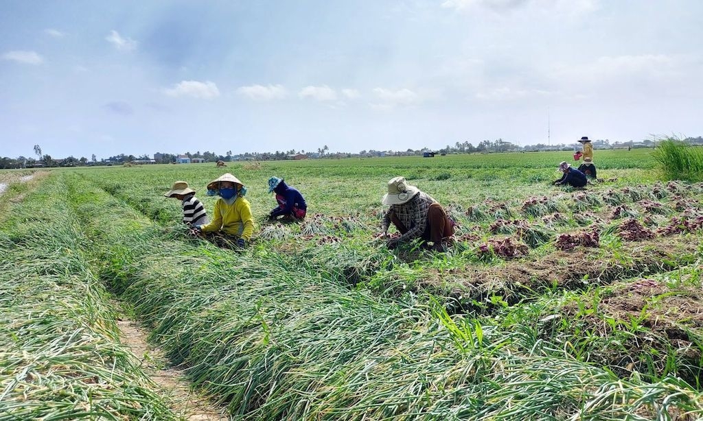 Để “ăn chắc”, việc trồng hành tím của người Khmer ở thị xã Vĩnh Châu cần gắn với chuỗi liên kết.