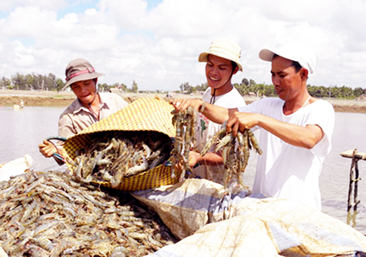 Có kiến thức giúp nông dân tự tin mở rộng sản xuất, tăng lợi nhuận từ nuôi tôm thâm canh (Ảnh TL).