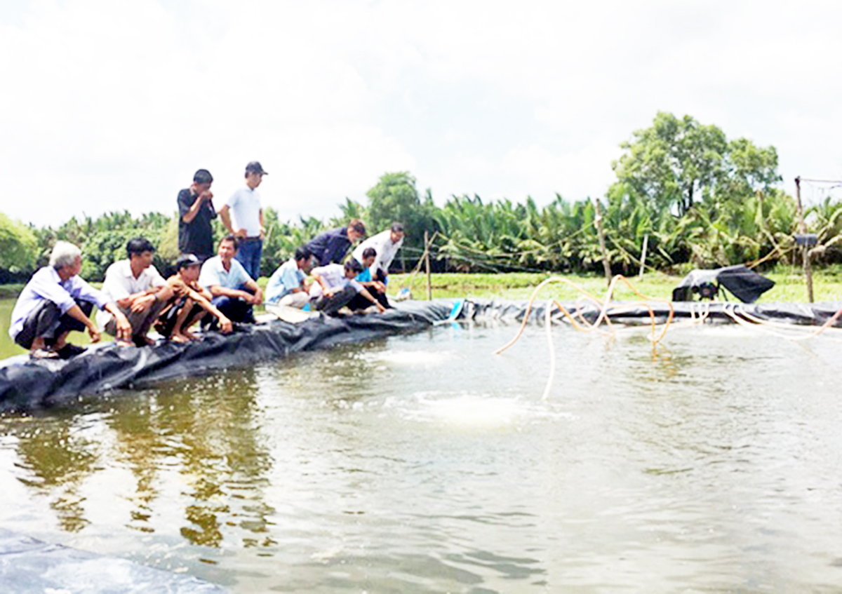 Hòa Tú 2 sẽ tiếp tục đẩy mạnh công tác đào tạo, phát triển mô hình nuôi tôm theo hướng hiện đại (Ảnh TL).