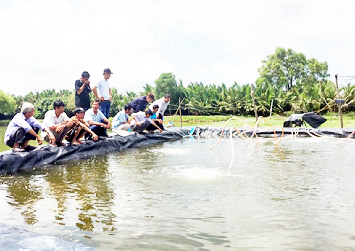 Hòa Tú 2 sẽ tiếp tục đẩy mạnh công tác đào tạo, phát triển mô hình nuôi tôm theo hướng hiện đại (Ảnh TL).