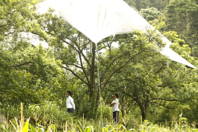 Lưới che giúp bảo vệ cây mận dưới tác động của thời tiết.