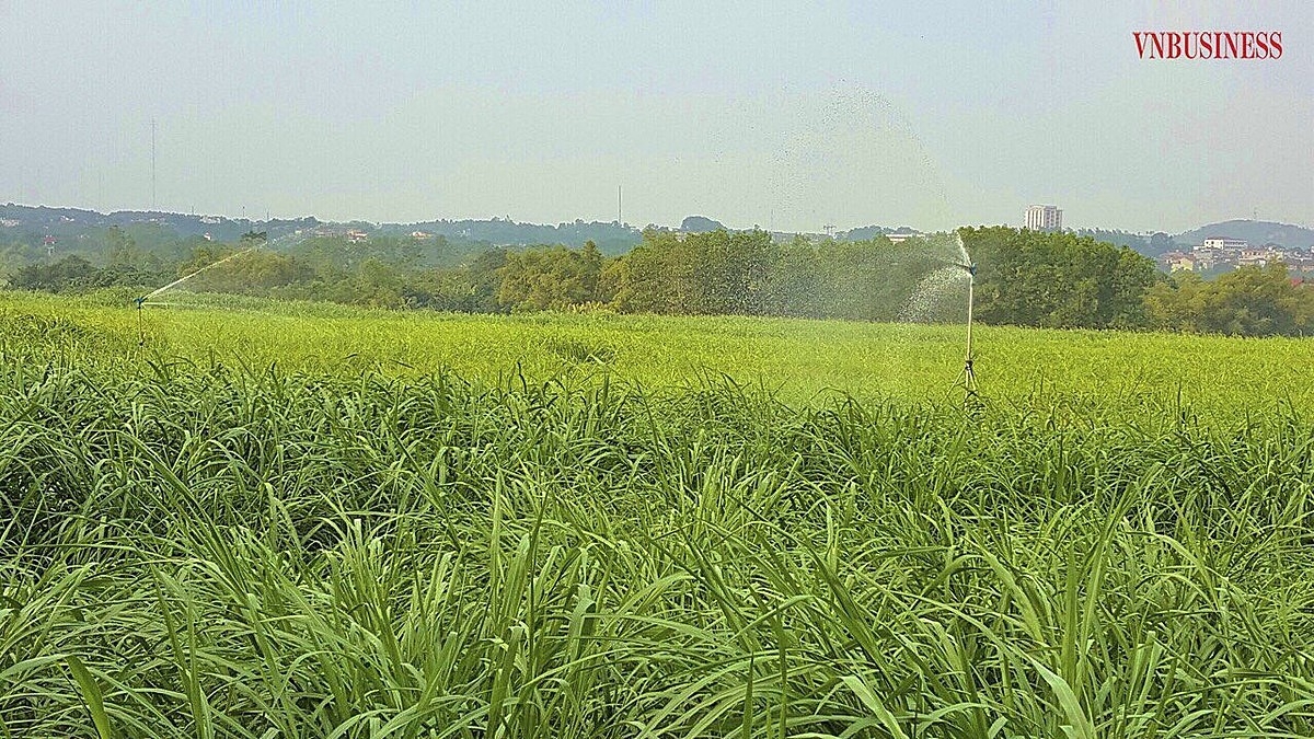 Cánh đồng cỏ sản xuất thức ăn sạch cho bò được đầu tư hệ thống nước tưới tự động.