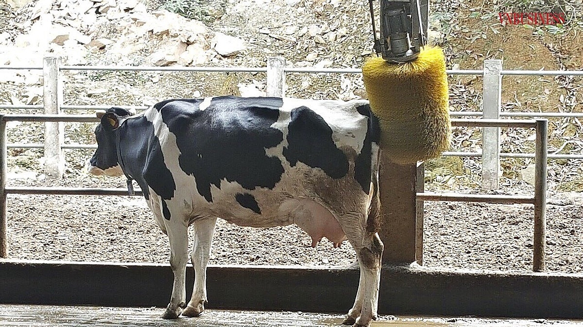 Việc massage tự động giúp đàn bò tăng tuần hoàn máu tốt, thư thái tạo ra chất lượng sữa thơm ngon.