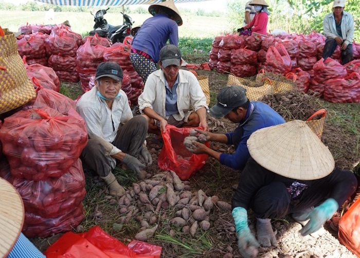 Có thời điểm khoai lang tím Vĩnh Long rớt giá xuống 1.000 đồng/kg.
