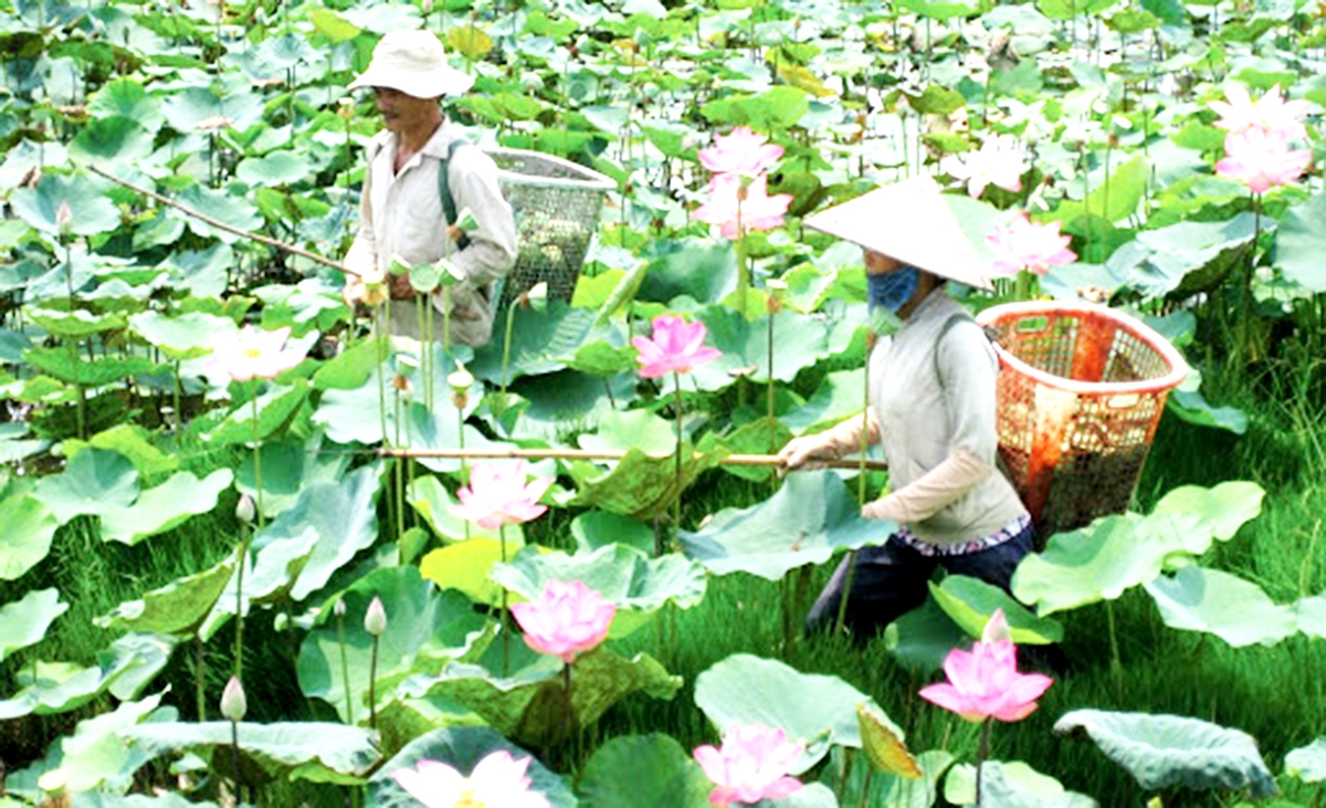 Sự linh hoạt của các thành viên giúp HTX vượt qua khó khăn, đi đến thành công (Ảnh TL).