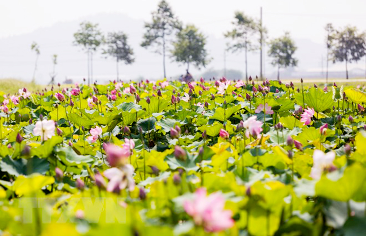 Mô hình trồng sen có nhiều tiềm năng phát triển ở Ngũ Phúc (Ảnh TL).