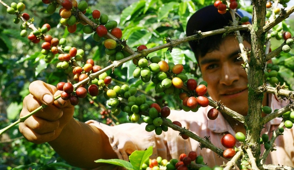 Trồng cà phê hữu cơ giúp nâng cao giá trị sản phẩm trên thị trường.