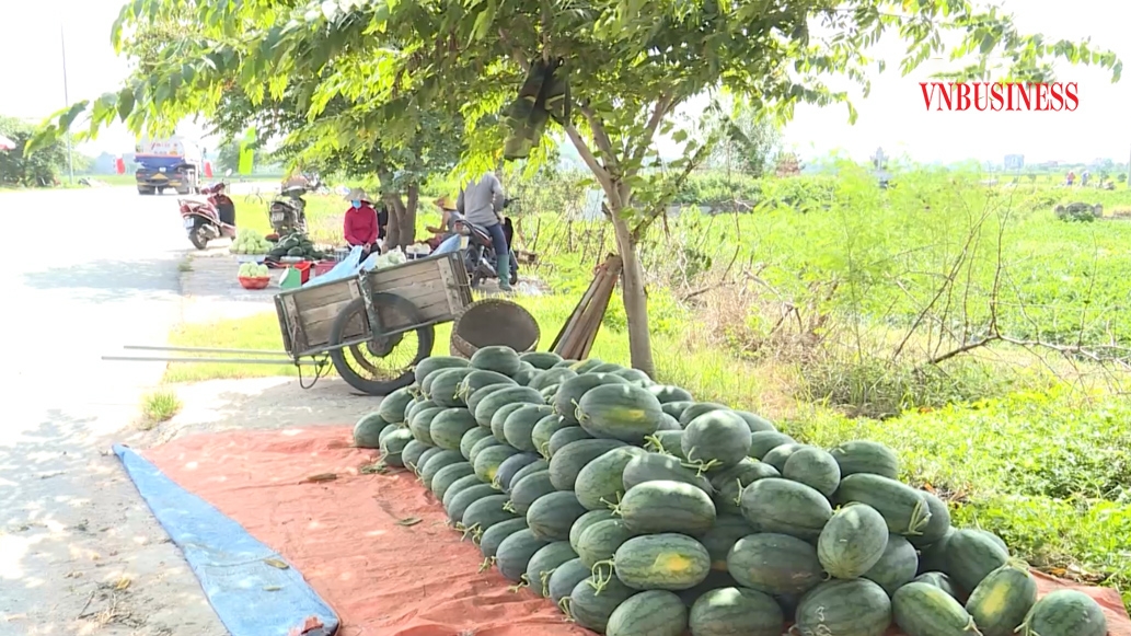 Dưa hấu tại Bắc Giang đang chờ được tiêu thụ.