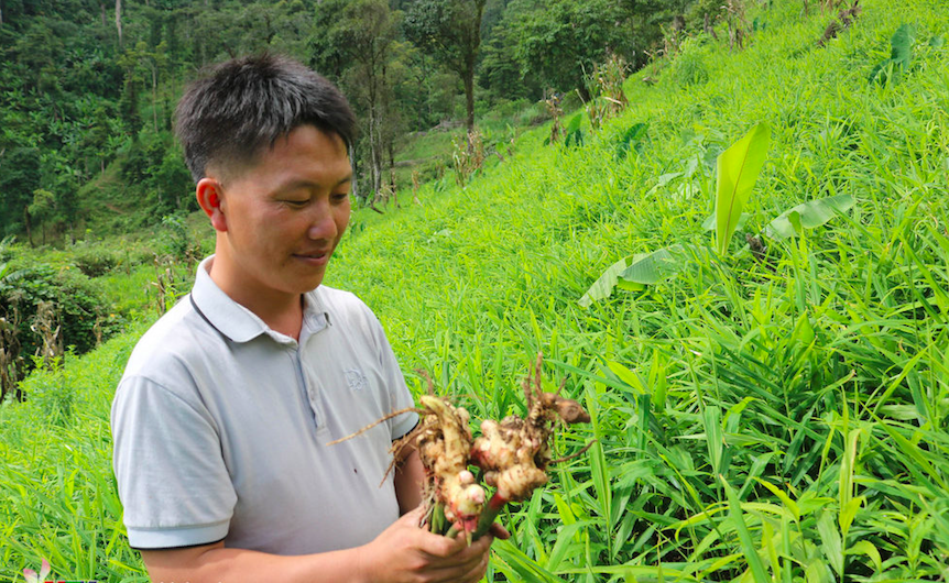 Kể từ khi được cấp chứng nhận chỉ dẫn địa lý, gừng Kỳ Sơn được thu mua với giá 30.000-35.000 đồng/kg.