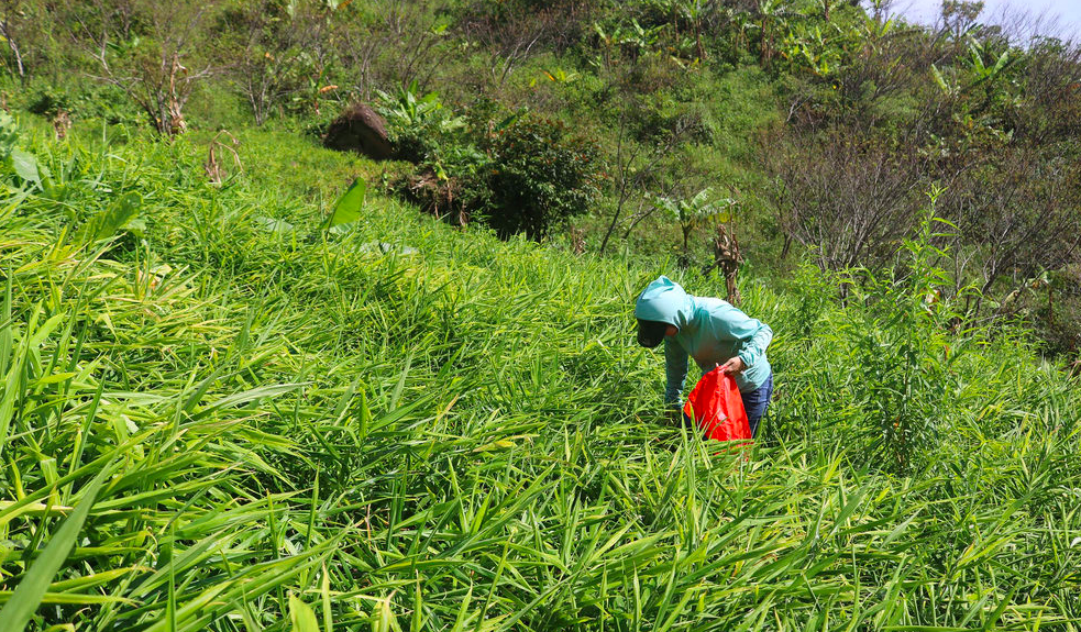 Người dân huyện Kỳ Sơn mở rộng diện tích trồng gừng.