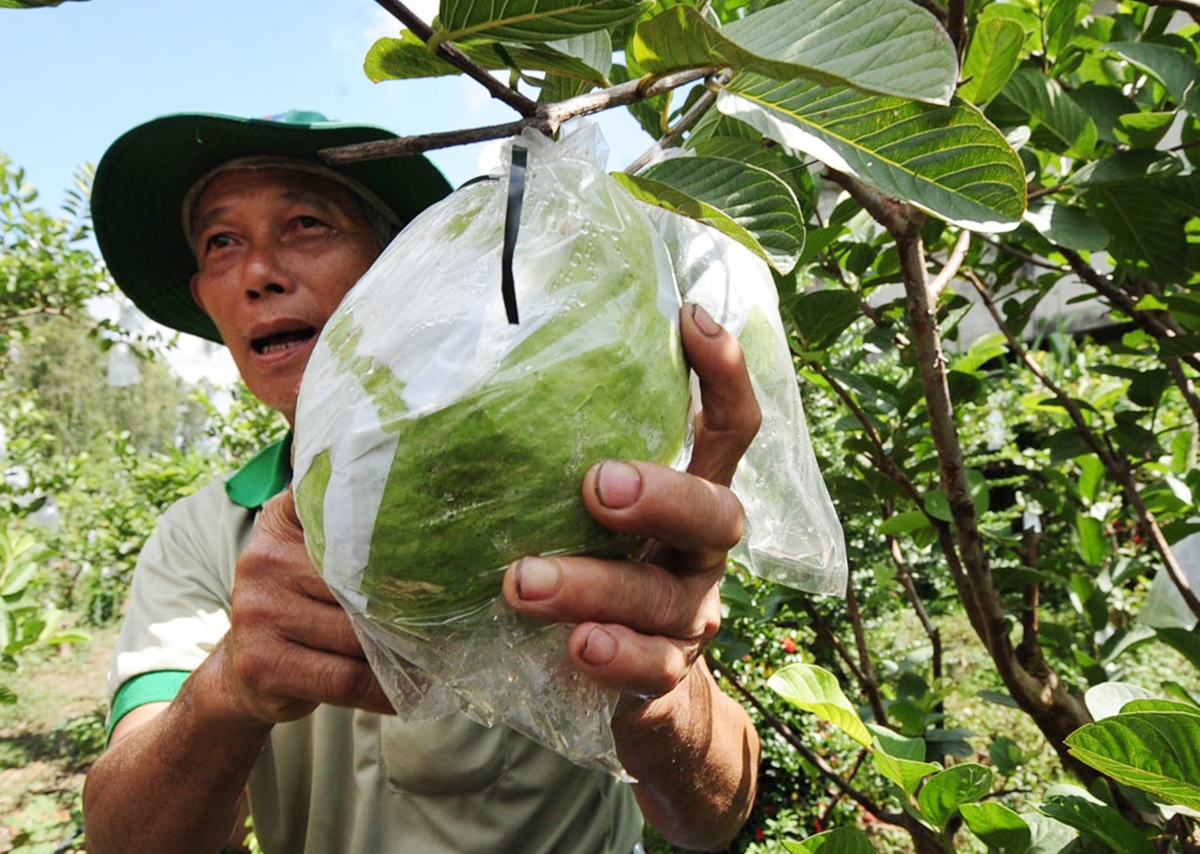 Bình Hòa Tây đang chuyển đổi cây trồng hiệu quả, với nhiều mô hình mới (Ảnh TL).