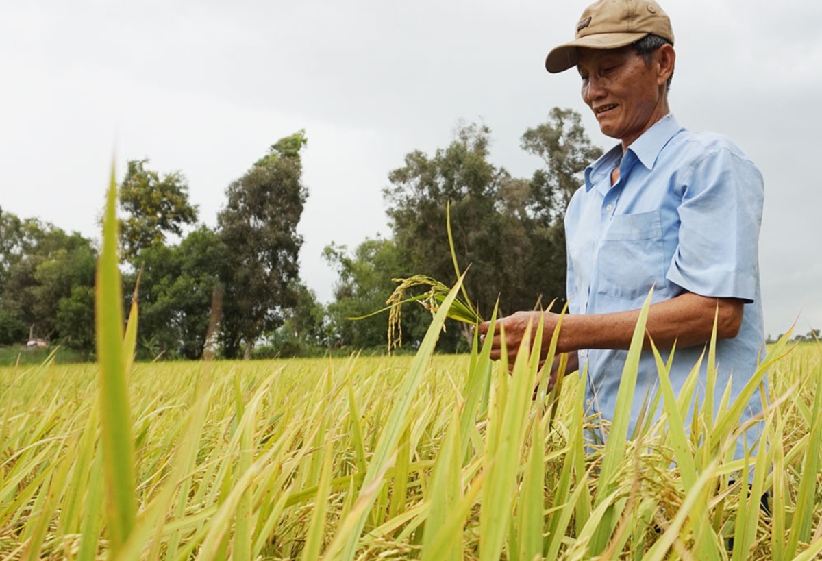 Với những cây trồng truyền thống, xã cũng hỗ trợ nông dân sản xuất theo hướng hiện đại (Ảnh Tl).