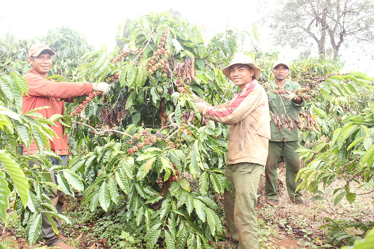 Nhờ nâng cao trình độ, hiệu quả trồng cà phê ở Đắk Ang ngày càng được nâng lên (Ảnh TL).