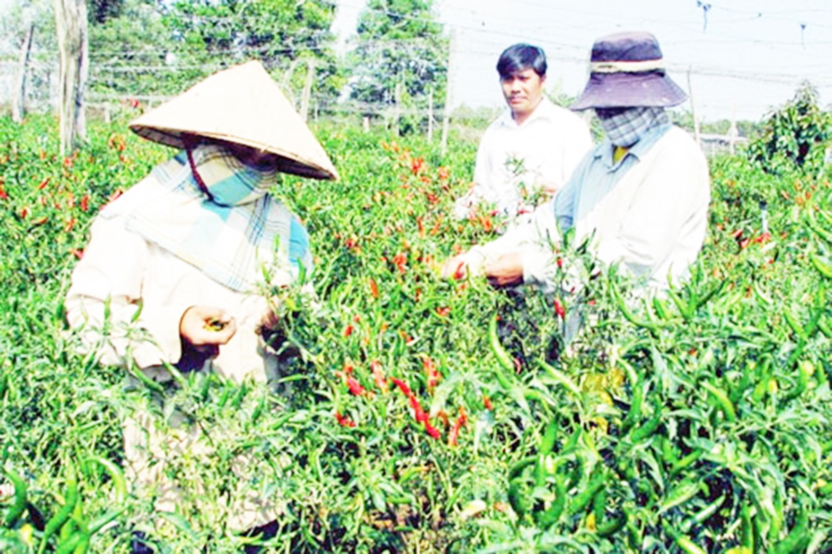 Xã sẽ tiếp tục mở rộng lĩnh vực dạy nghề giúp lao động nông thôn nâng cao thu nhập (Ảnh TL).