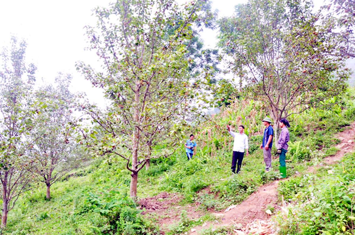 Na Hang đang kết nối các HTX, doanh nghiệp để khai phá tiềm năng sẵn có.