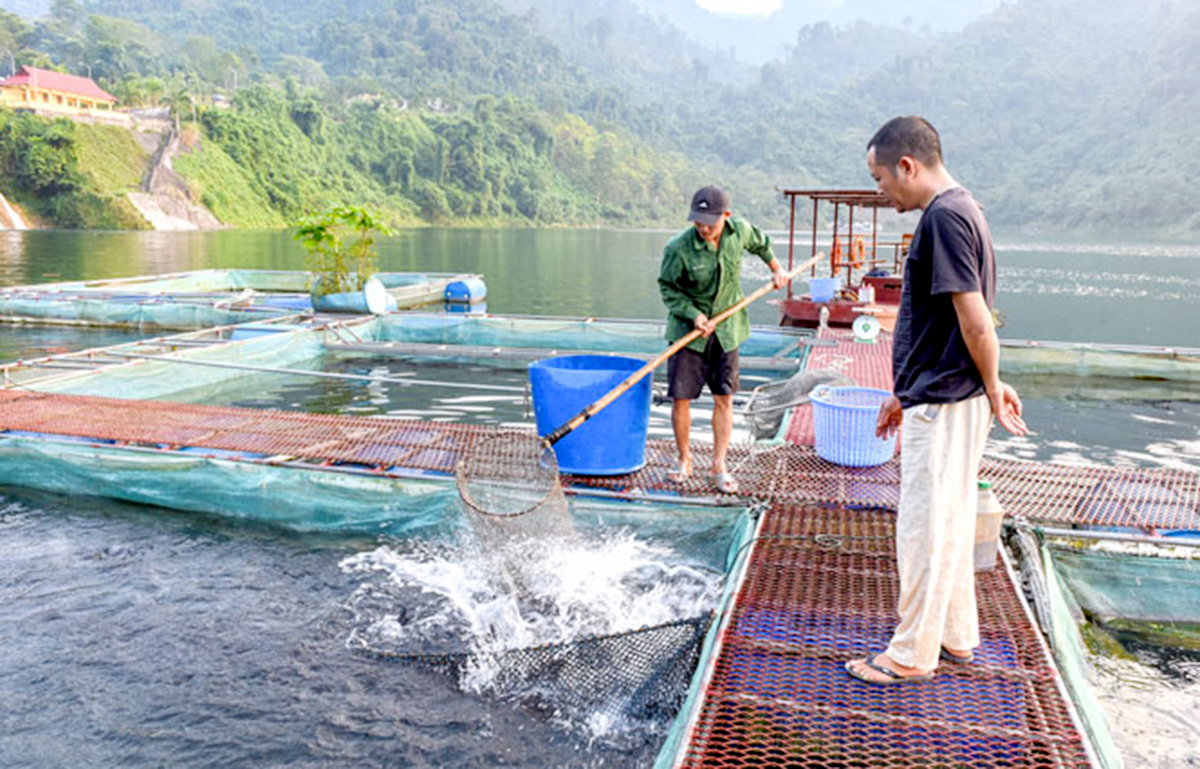 Nhờ khai thác tốt các tiềm năng, Na Hang đã hình thành nhiều nông sản thế mạnh.
