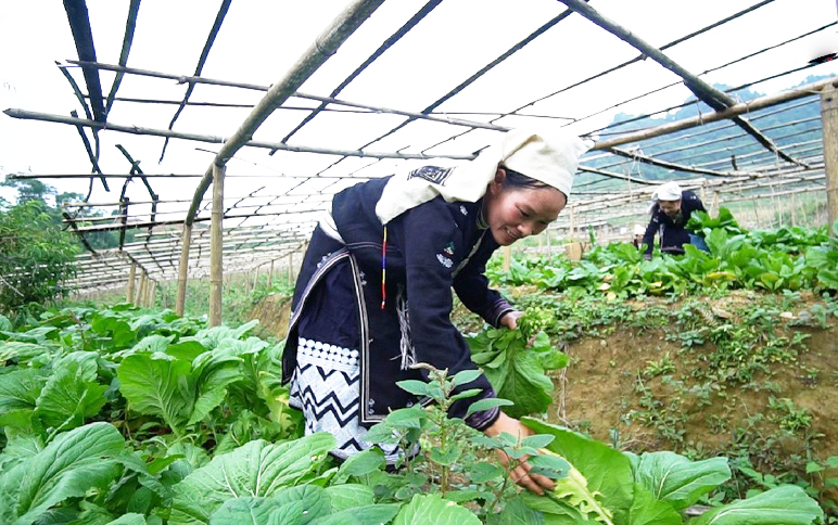 HTX trên địa bàn huyện Na Hang đang làm tốt công tác kết nối sản xuất, tiêu thụ cho người dân địa phương.