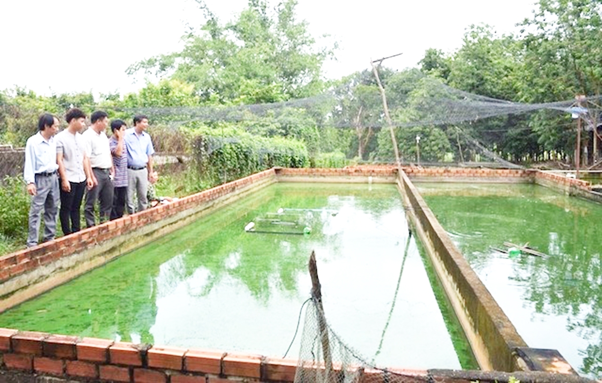 Nghề nuôi ba ba đang cho hiệu quả cao ở Tân Thành (Ảnh TL).