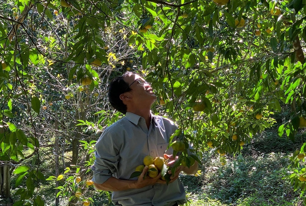 Những trái quýt được trồng theo quy trình VietGAP giúp HTX Dương Phong từng bước xây dựng được thương hiệu trên thị trường.