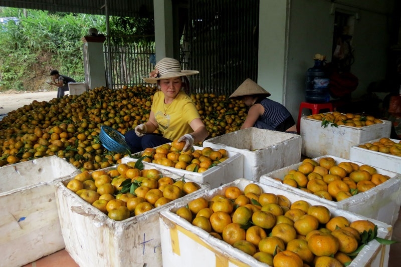 Sản xuất theo tiêu chuẩn an toàn giúp quýt có độ đồng đều cao.