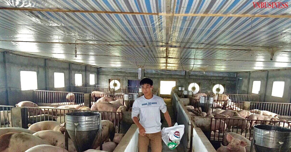 Mô hình chăn nuôi lợn an toàn sinh học của HTX Chăn nuôi và dịch vụ Đồng Tâm.