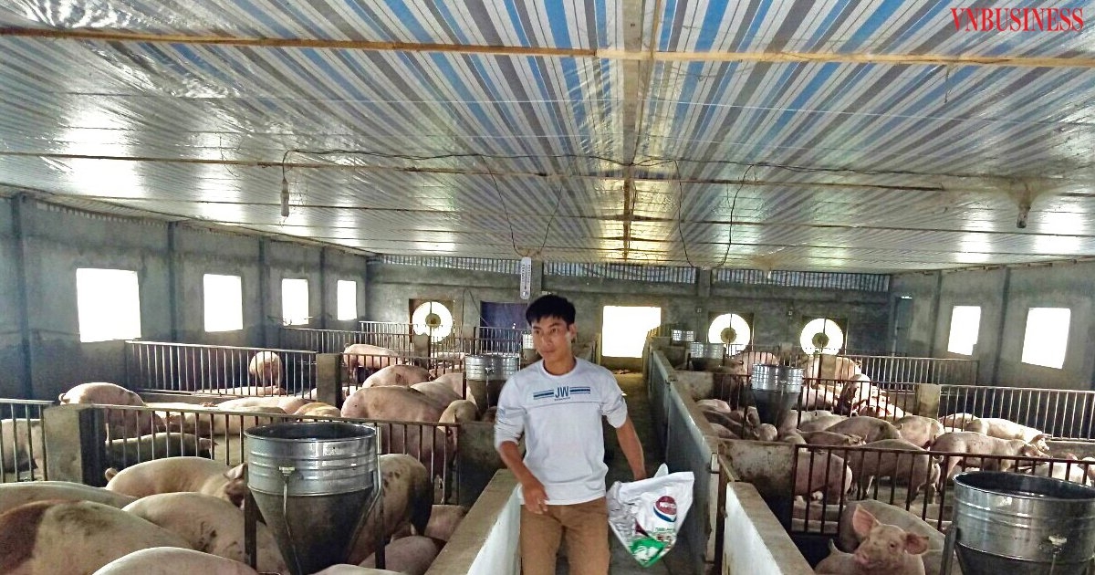 Mô hình chăn nuôi lợn an toàn sinh học của HTX Chăn nuôi và dịch vụ Đồng Tâm.