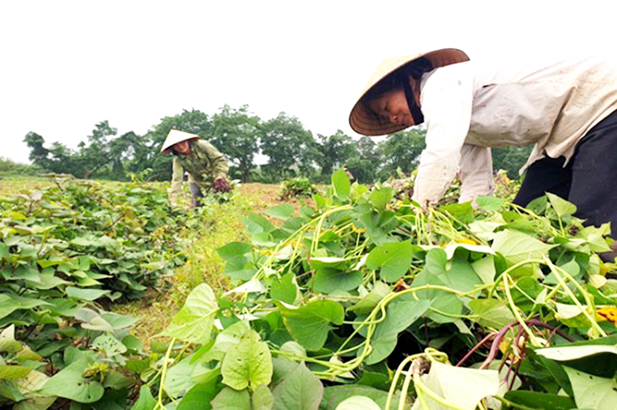 Mô hình trồng khoai lang đang cho thấy triển vọng tại Ba Khan (Ảnh TL).