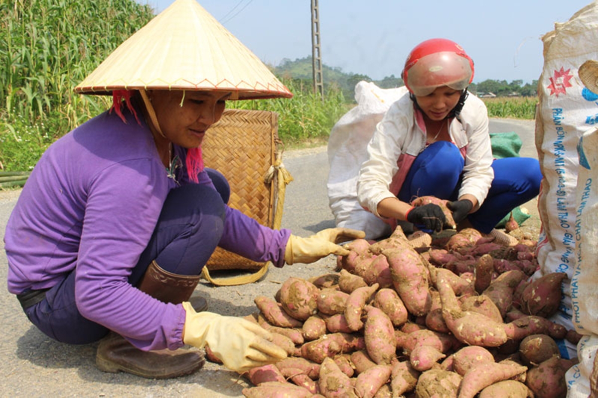 Xã sẽ kết nối HTX, doanh nghiệp để đảm bảo thị trường tiêu thụ cho người dân (Ảnh TL).