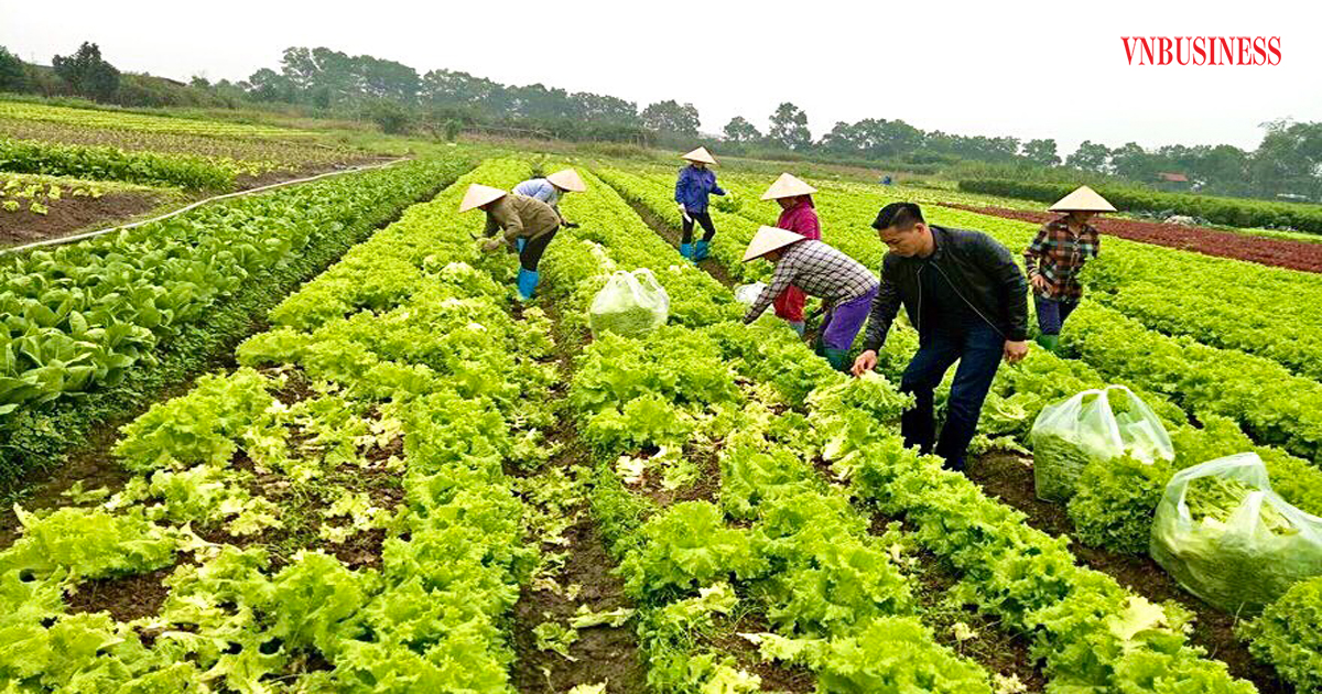 Sản xuất rau an toàn theo tiêu chuẩn VietGAP không những mang lại giá trị kinh tế cao mà còn bảo vệ môi trường.