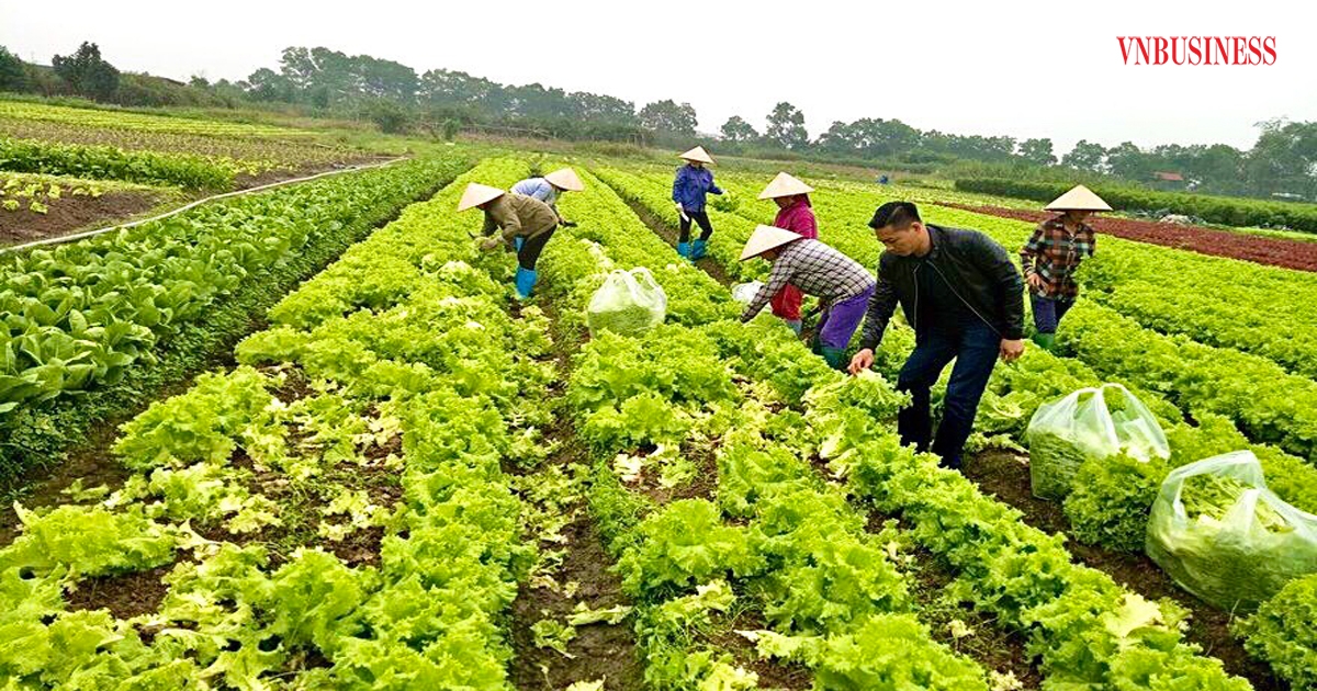 Sản xuất rau an toàn theo tiêu chuẩn VietGAP không những mang lại giá trị kinh tế cao mà còn bảo vệ môi trường.