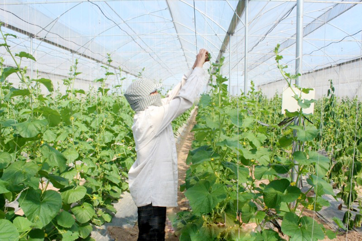 Gia tăng hàm lượng khoa học, kỹ thuật là cách để nông dân nâng cao giá trị sản xuất (Ảnh TL).