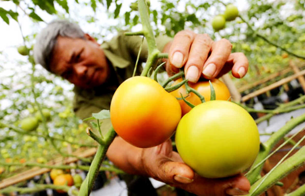 Ứng dụng công nghệ cao giúp người dân nâng cao chất lượng sản phẩm, tăng sức cạnh tranh (Ảnh TL).